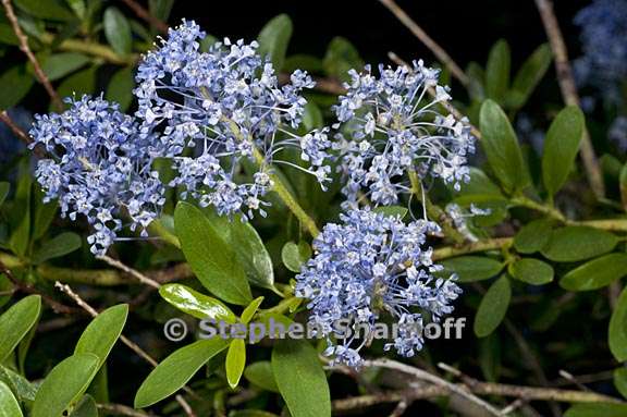 ceanothus parvifolius 3 graphic